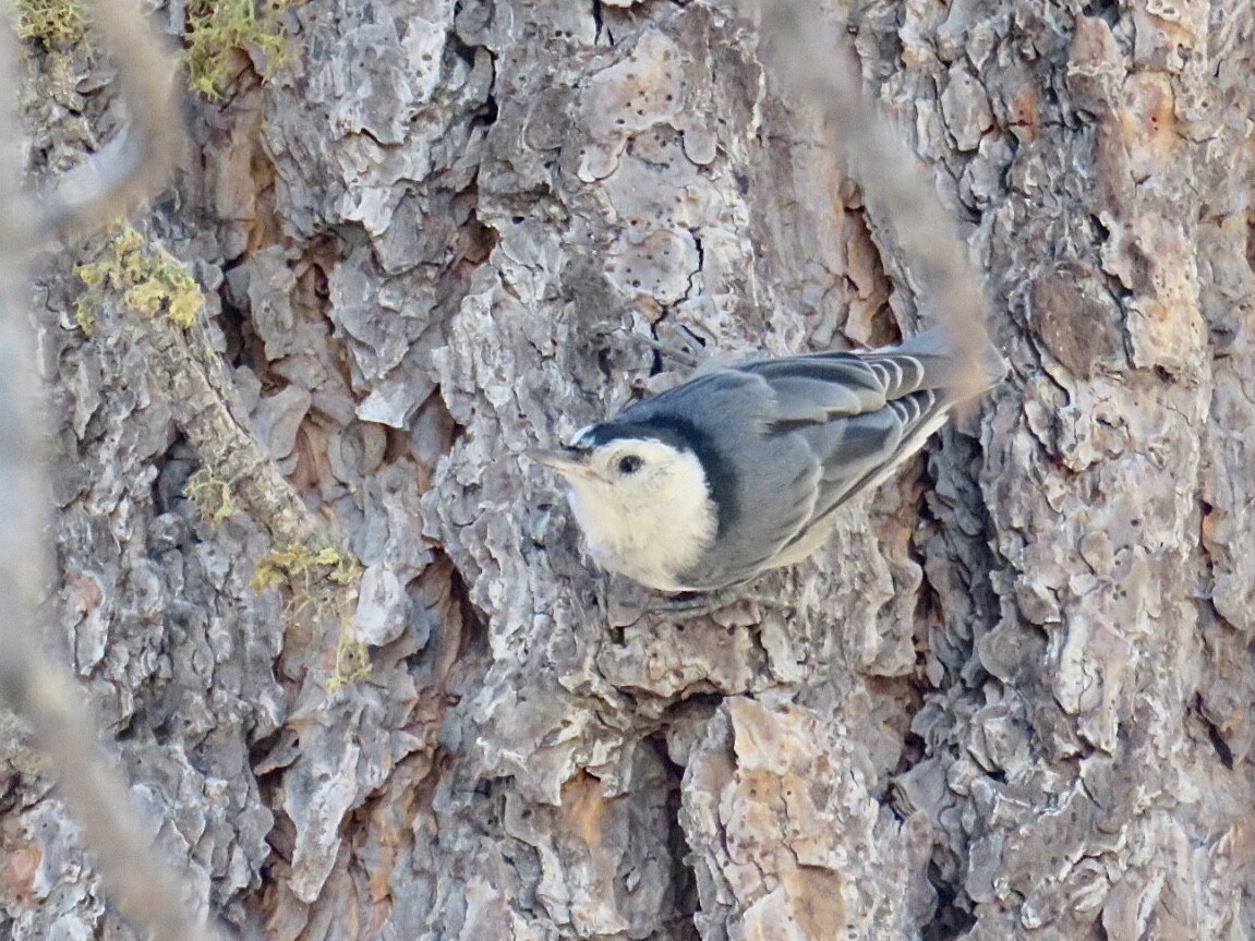 White-breasted Nuthatch - ML607111961
