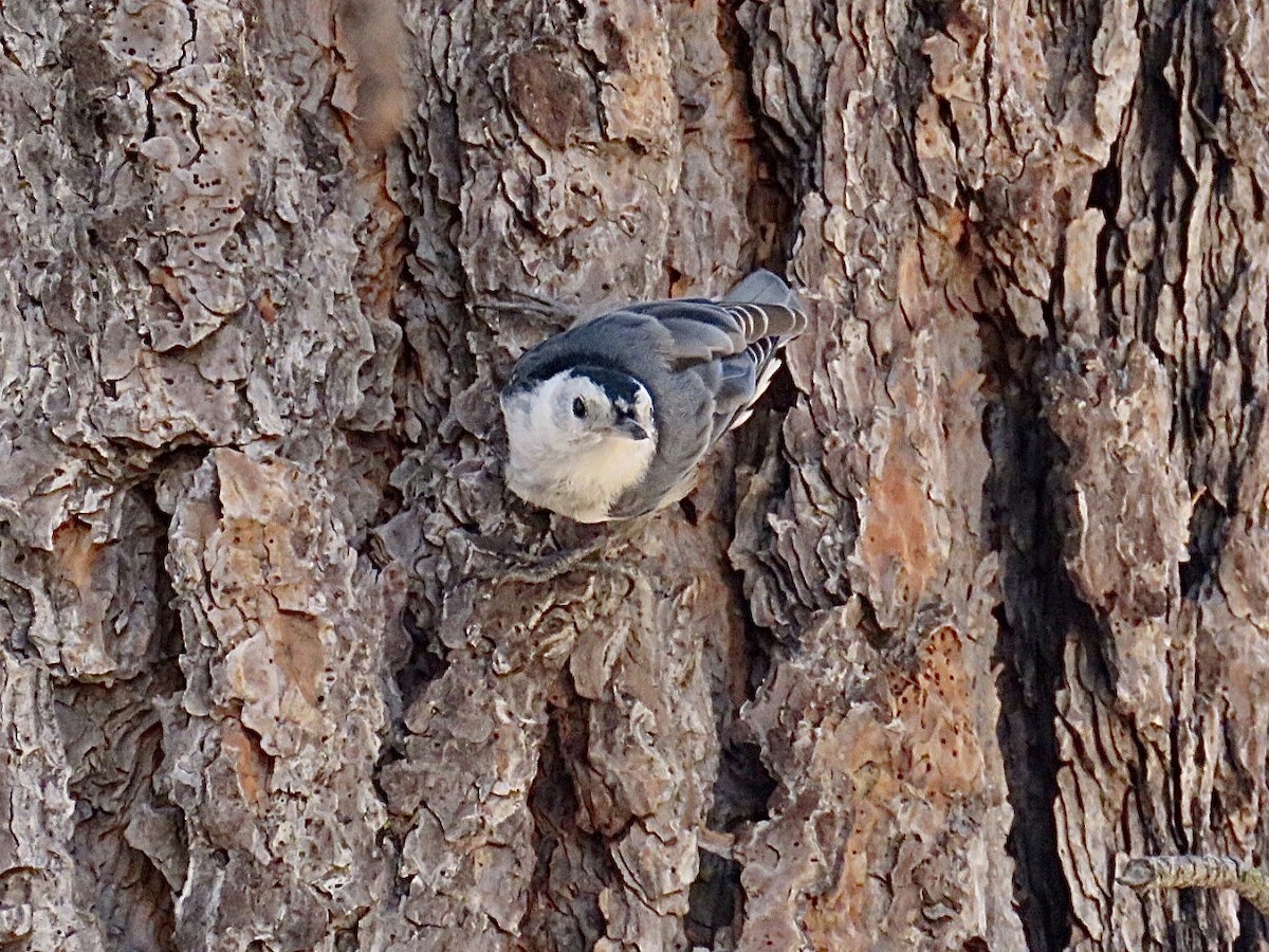 White-breasted Nuthatch - ML607111981