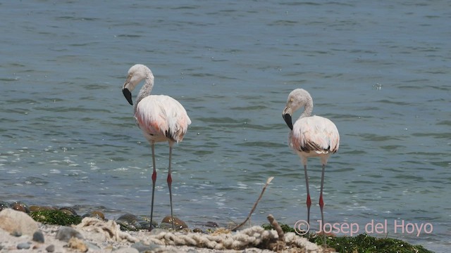 Şili Flamingosu - ML607112411