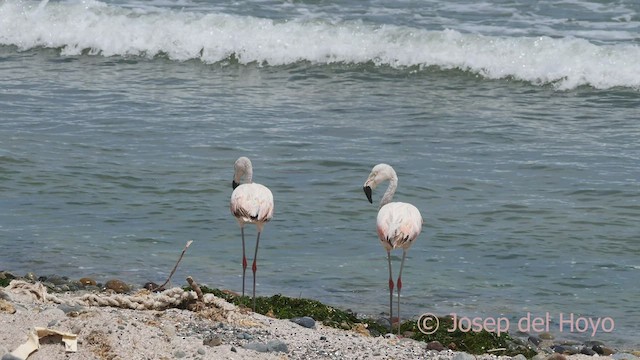 Şili Flamingosu - ML607113061