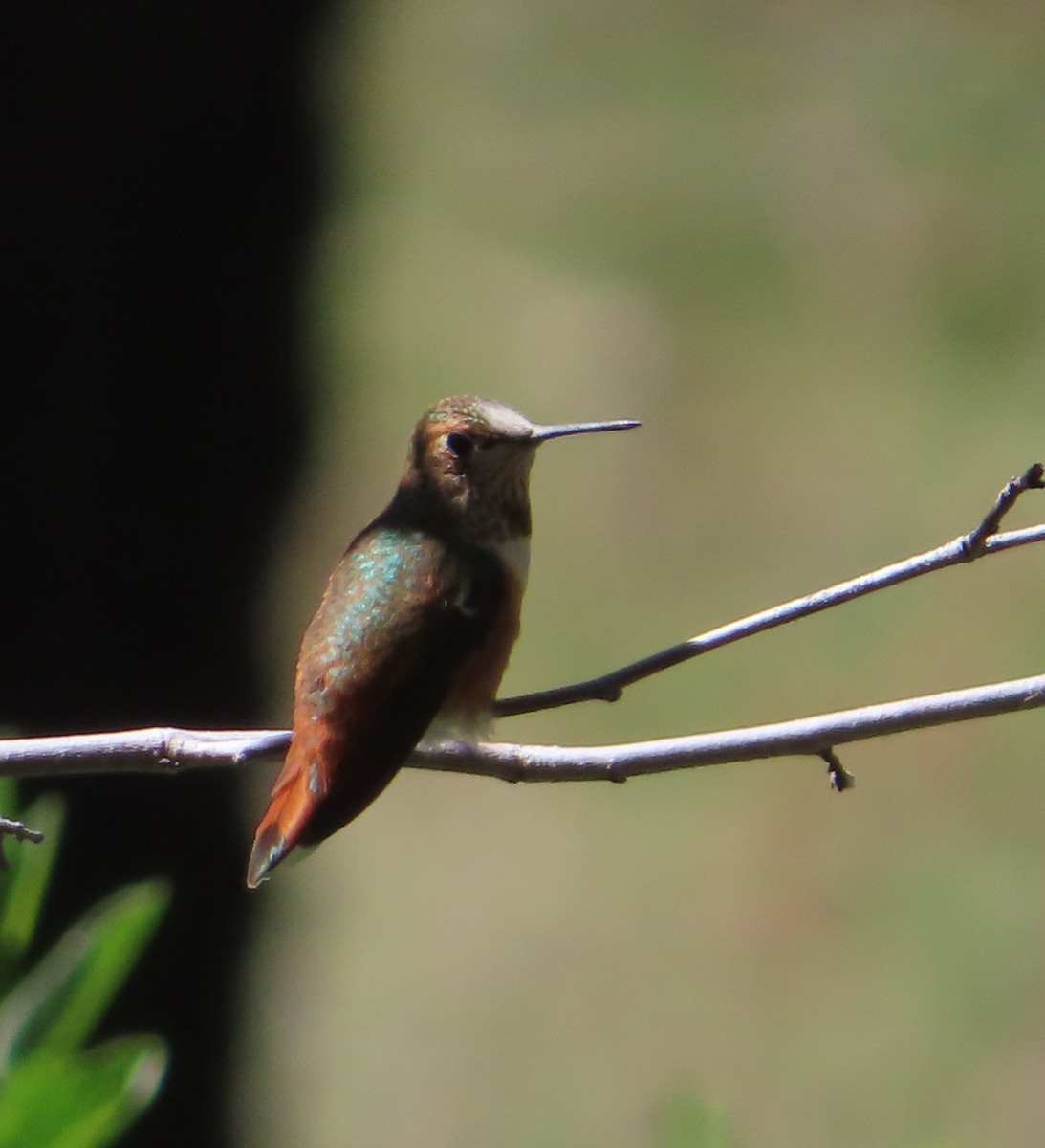 Rufous Hummingbird - ML607117241