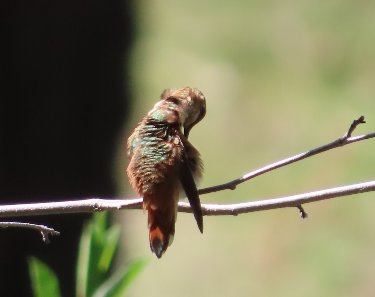 Rufous Hummingbird - ML607117311