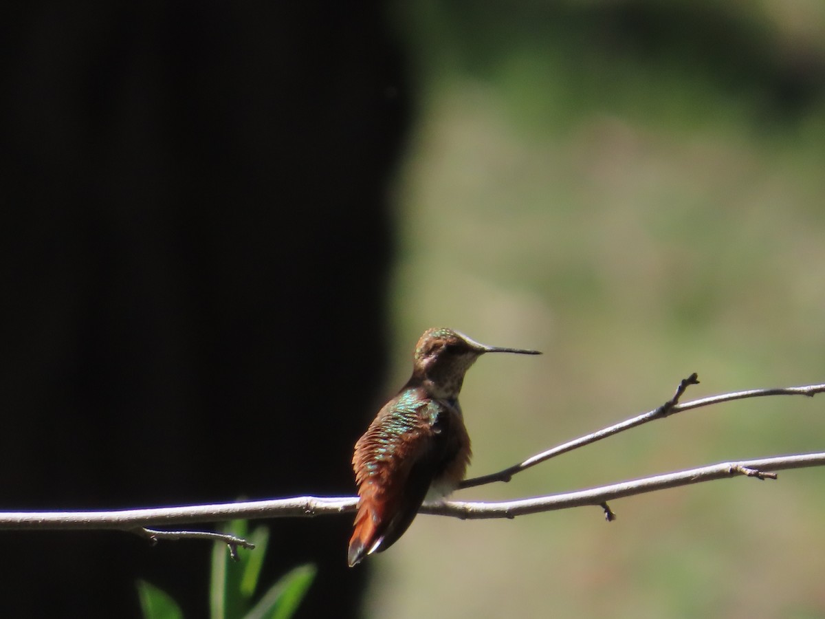 Rufous Hummingbird - ML607117321