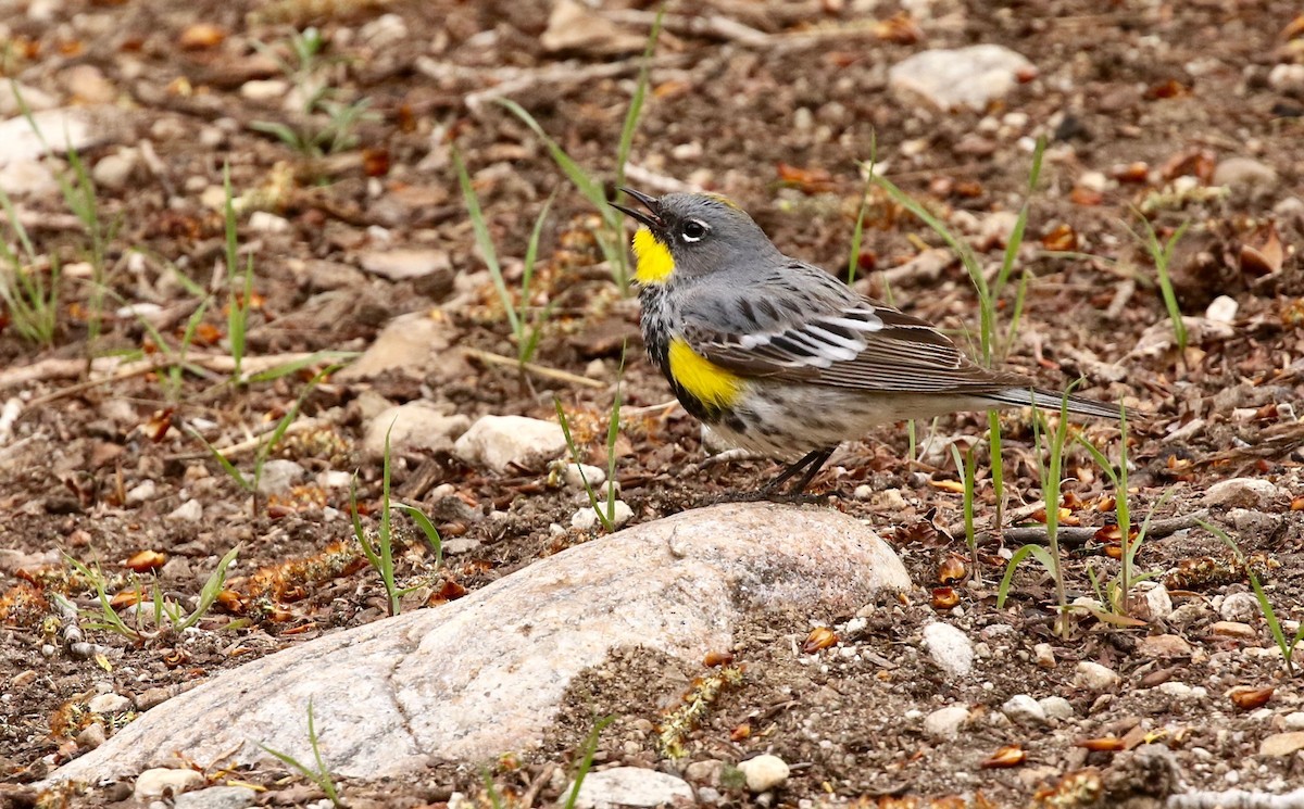 Yellow-rumped Warbler (Audubon's) - ML60712041