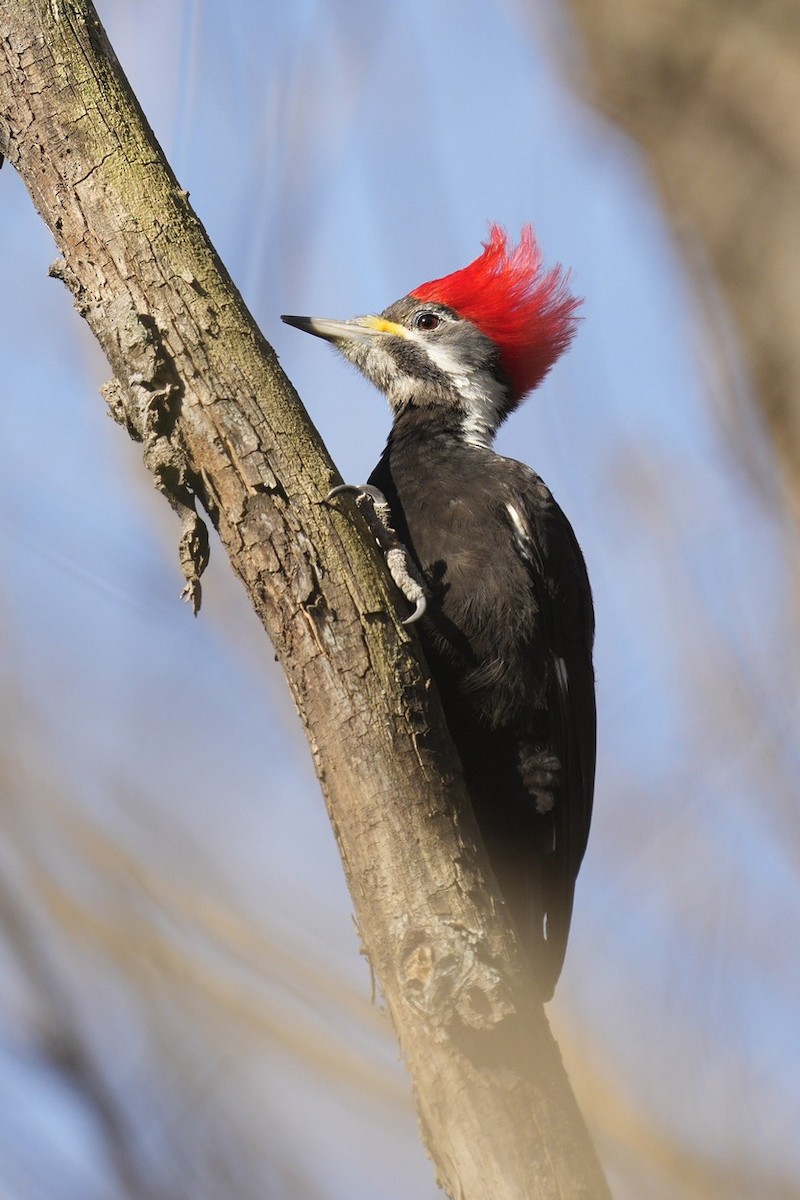 Black-bodied Woodpecker - Jorge Claudio Schlemmer