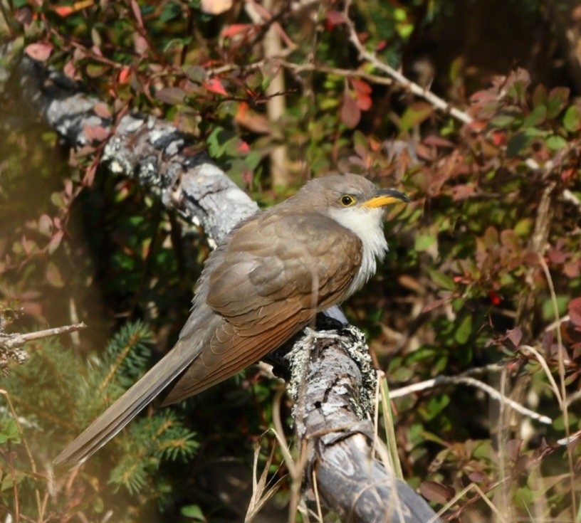 Yellow-billed Cuckoo - charles rabatin