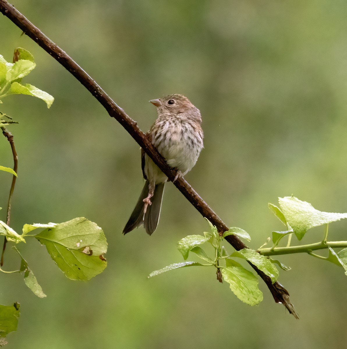 Field Sparrow - ML607127861
