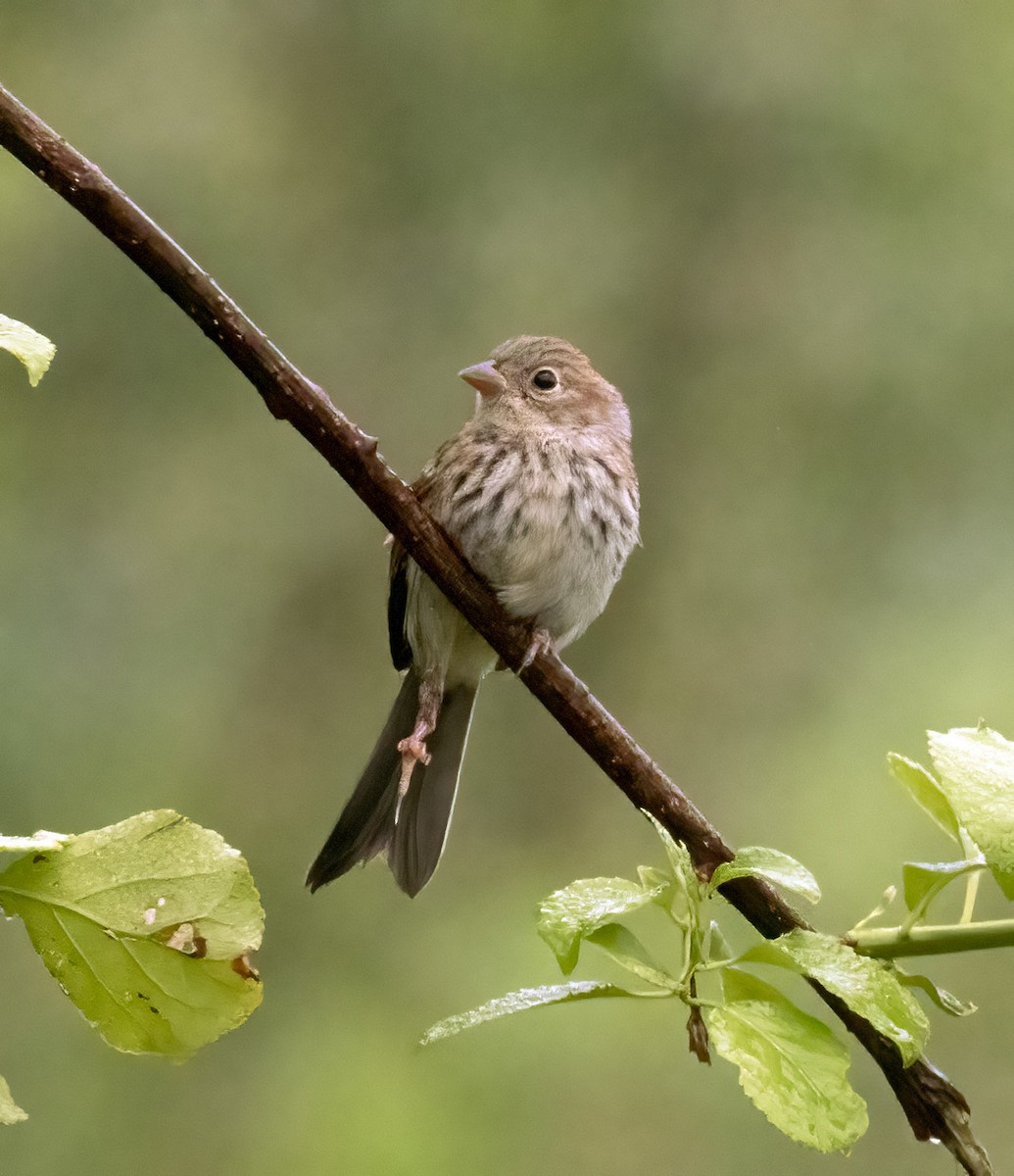 Field Sparrow - ML607127951