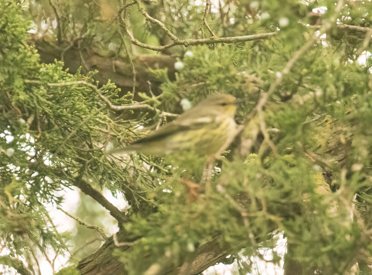 Cape May Warbler - ML607128081