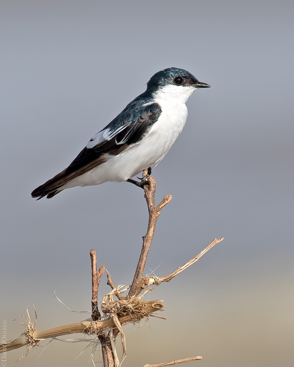 White-winged Swallow - ML607128451