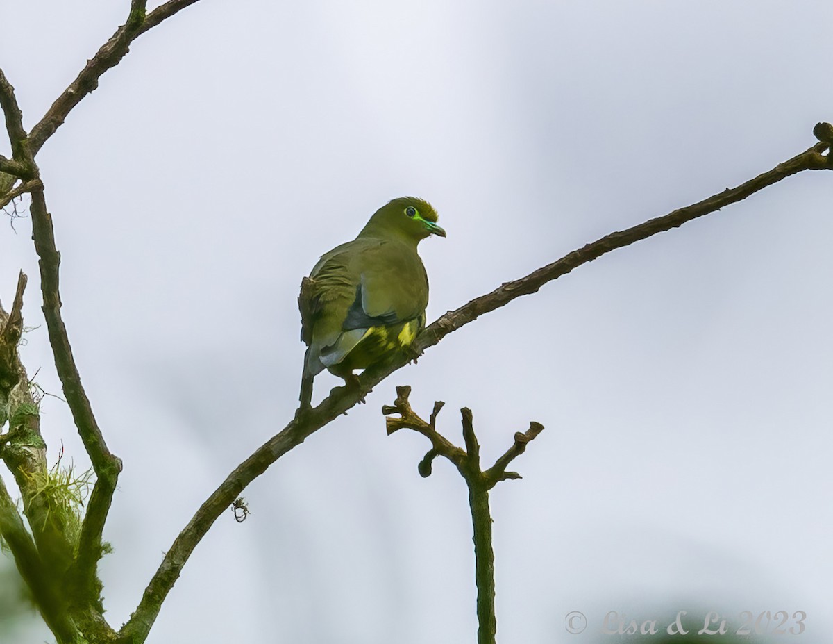 Sumatran Green-Pigeon - ML607128481