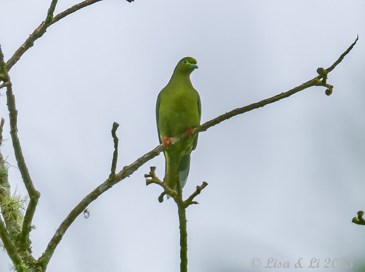 Суматранский зелёный голубь - ML607128491