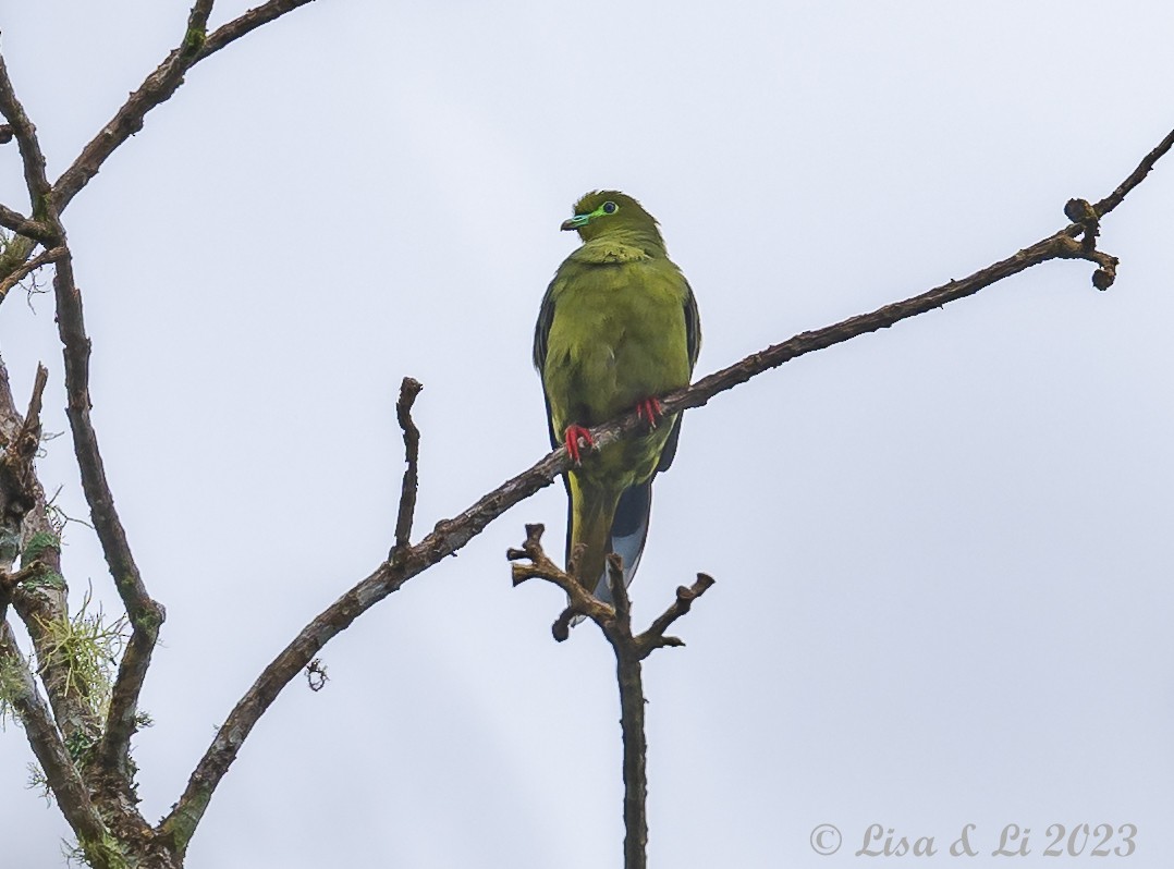 Sumatran Green-Pigeon - ML607128501