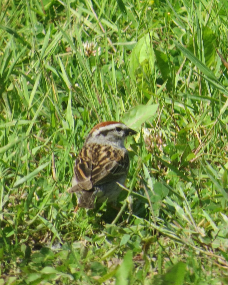 Chipping Sparrow - ML60713281