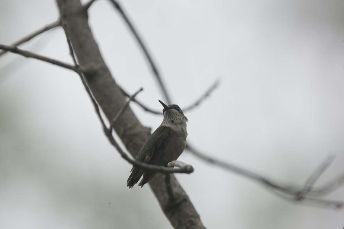 Ruby-throated Hummingbird - ML607134871