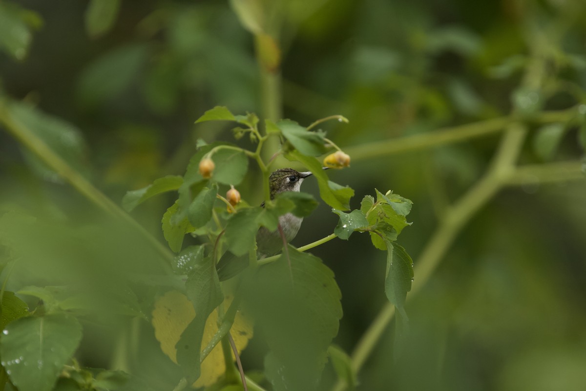 Ruby-throated Hummingbird - ML607134891
