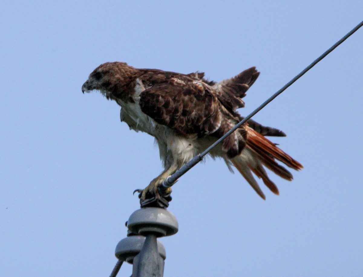 Red-tailed Hawk - ML607138141