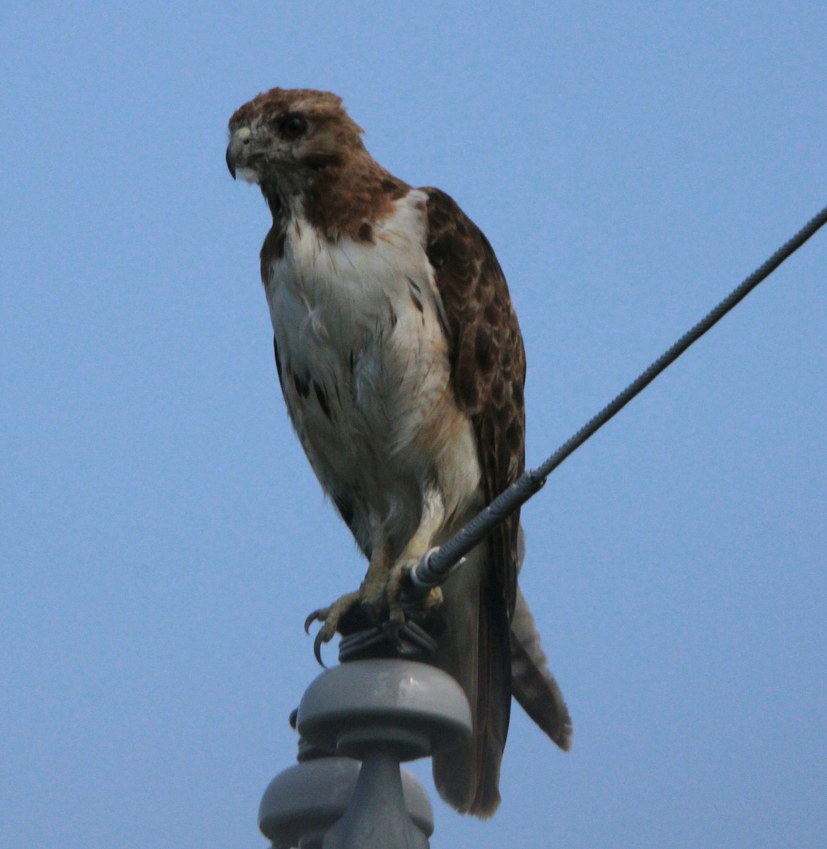 Red-tailed Hawk - ML607138211