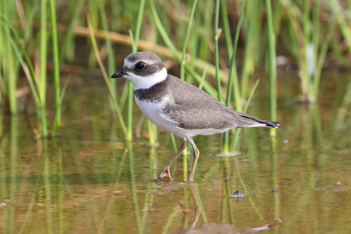 Semipalmated Plover - ML607138711