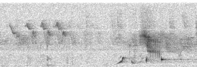 Breithauben-Stirnvogel [angustifrons-Gruppe] - ML60714