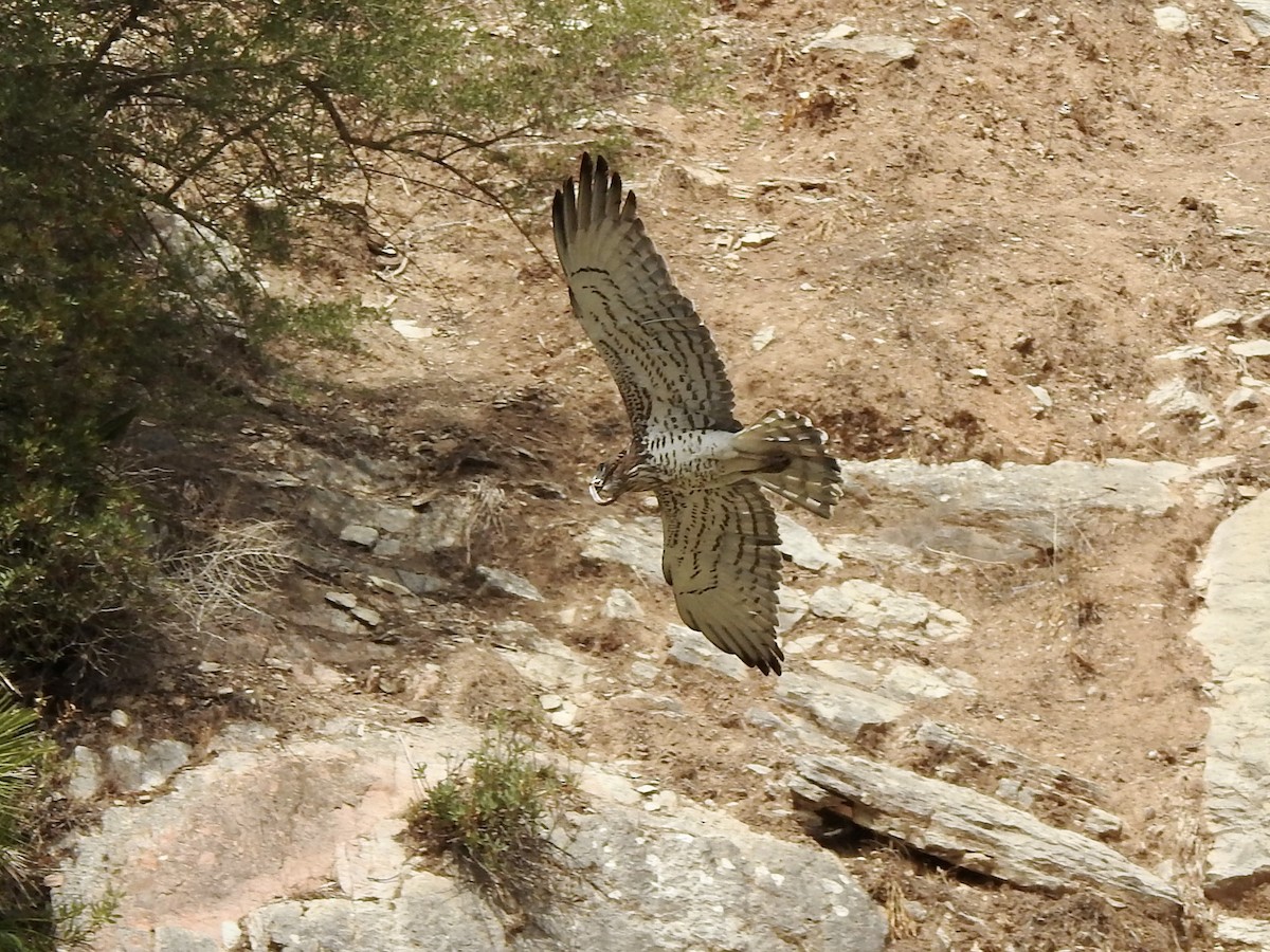 Short-toed Snake-Eagle - ML607144151