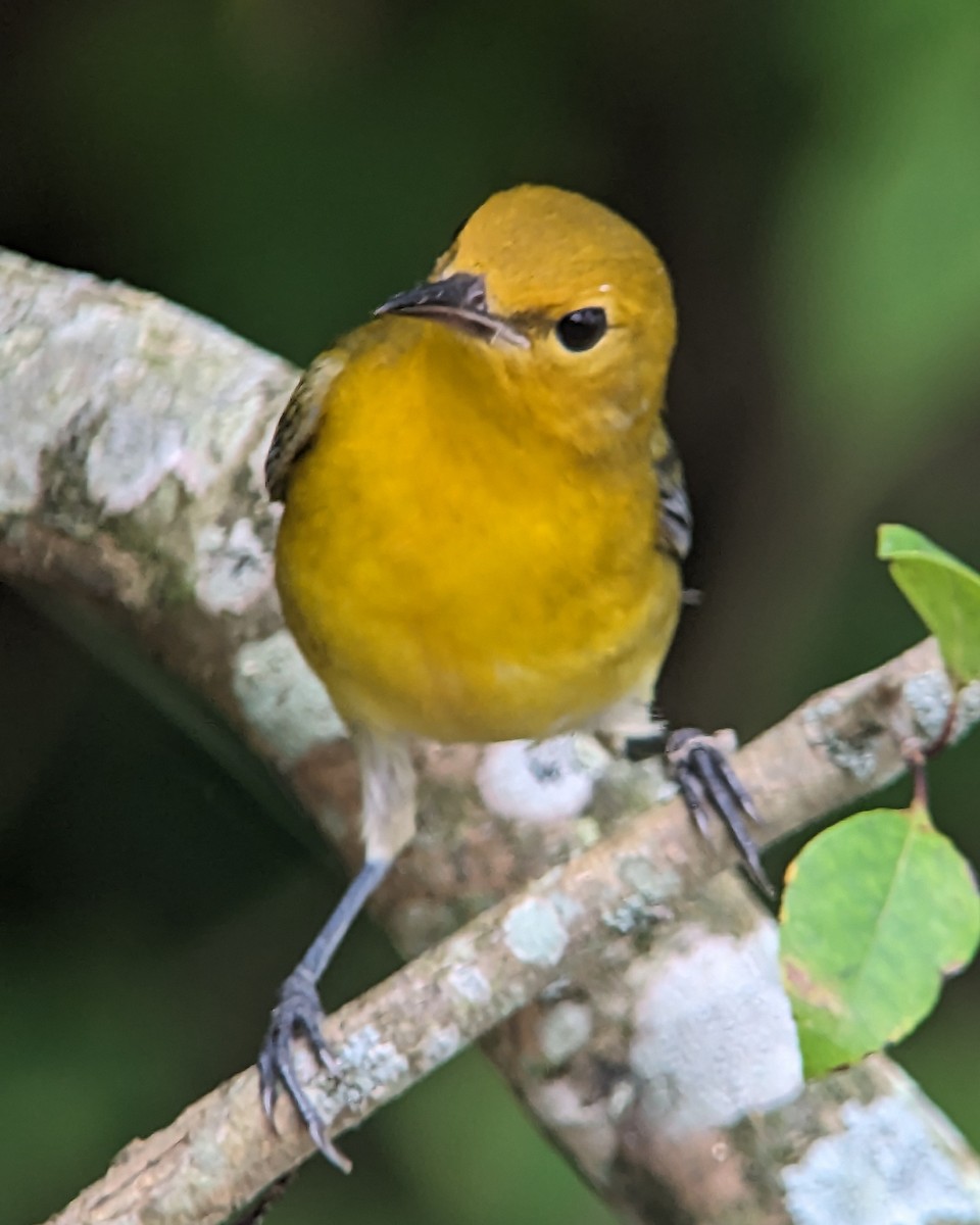 Prothonotary Warbler - ML607145061