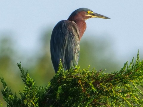 Green Heron - Roger Horn