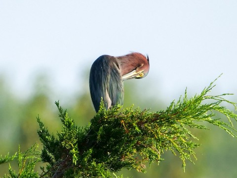 Green Heron - Roger Horn