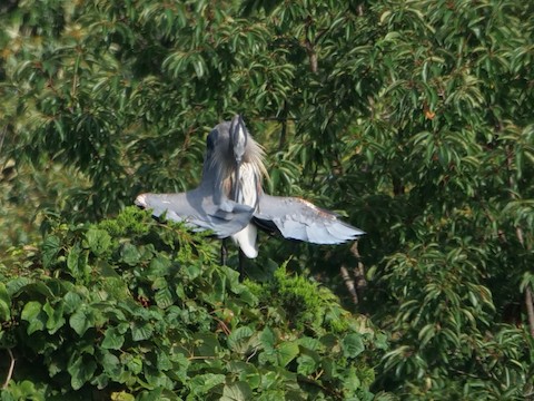 Great Blue Heron (Great Blue) - Roger Horn