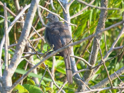 Gray Catbird - Roger Horn