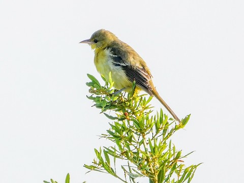 Baltimore Oriole - Roger Horn