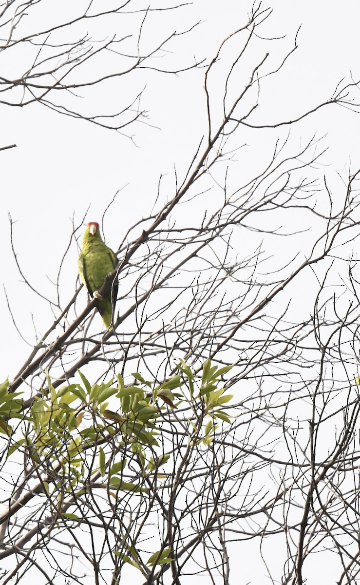 Red-crowned Parrot - ML607148801