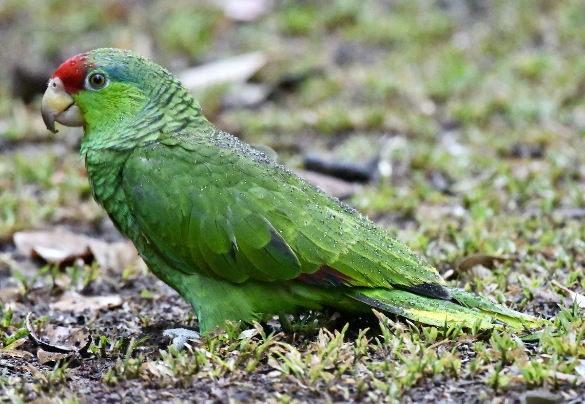Red-crowned Parrot - ML607148811
