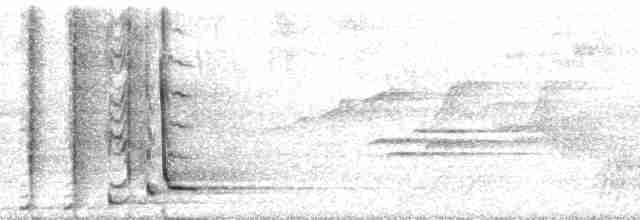 Breithauben-Stirnvogel (oleagineus) - ML60715