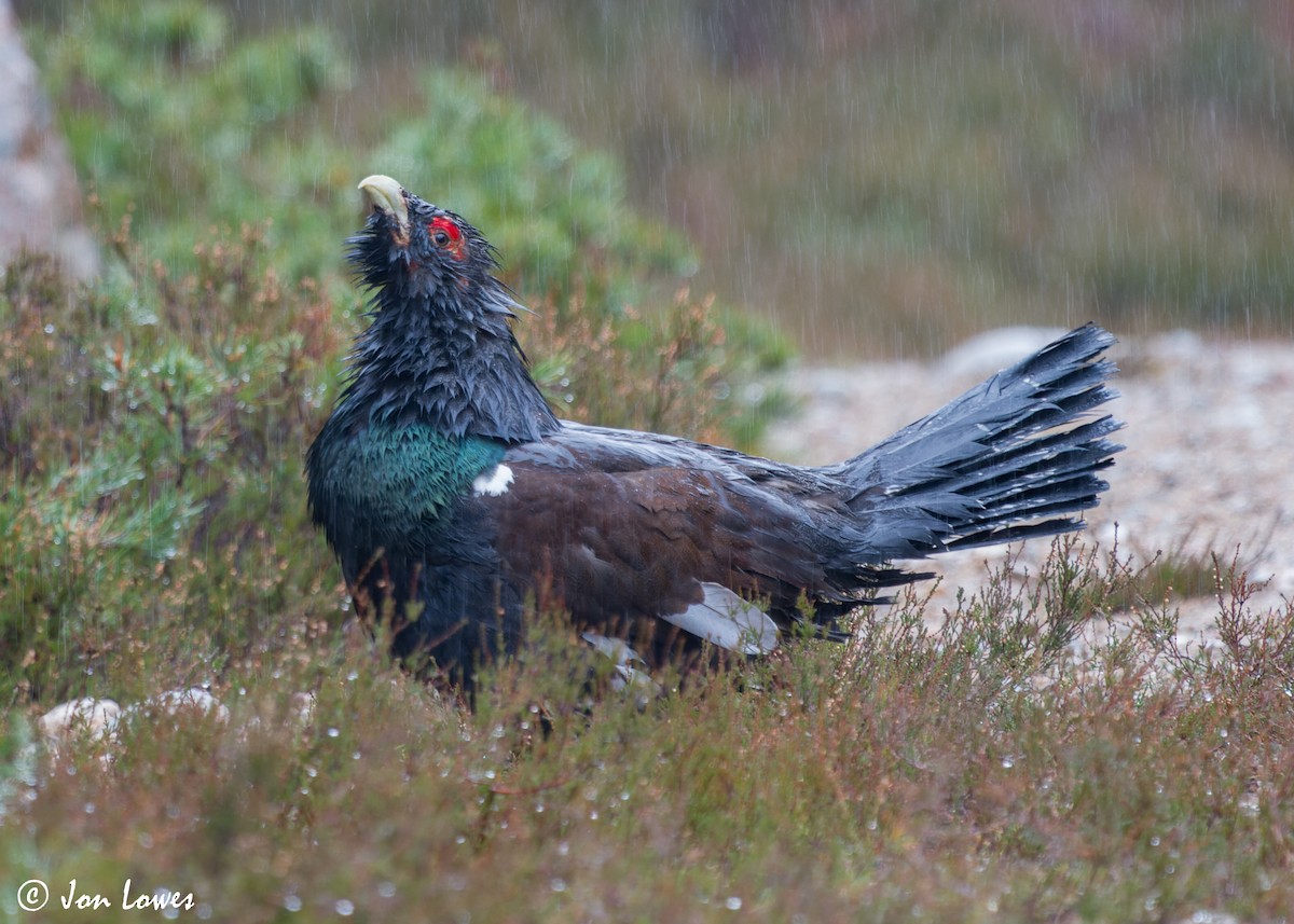 Western Capercaillie - Jon Lowes