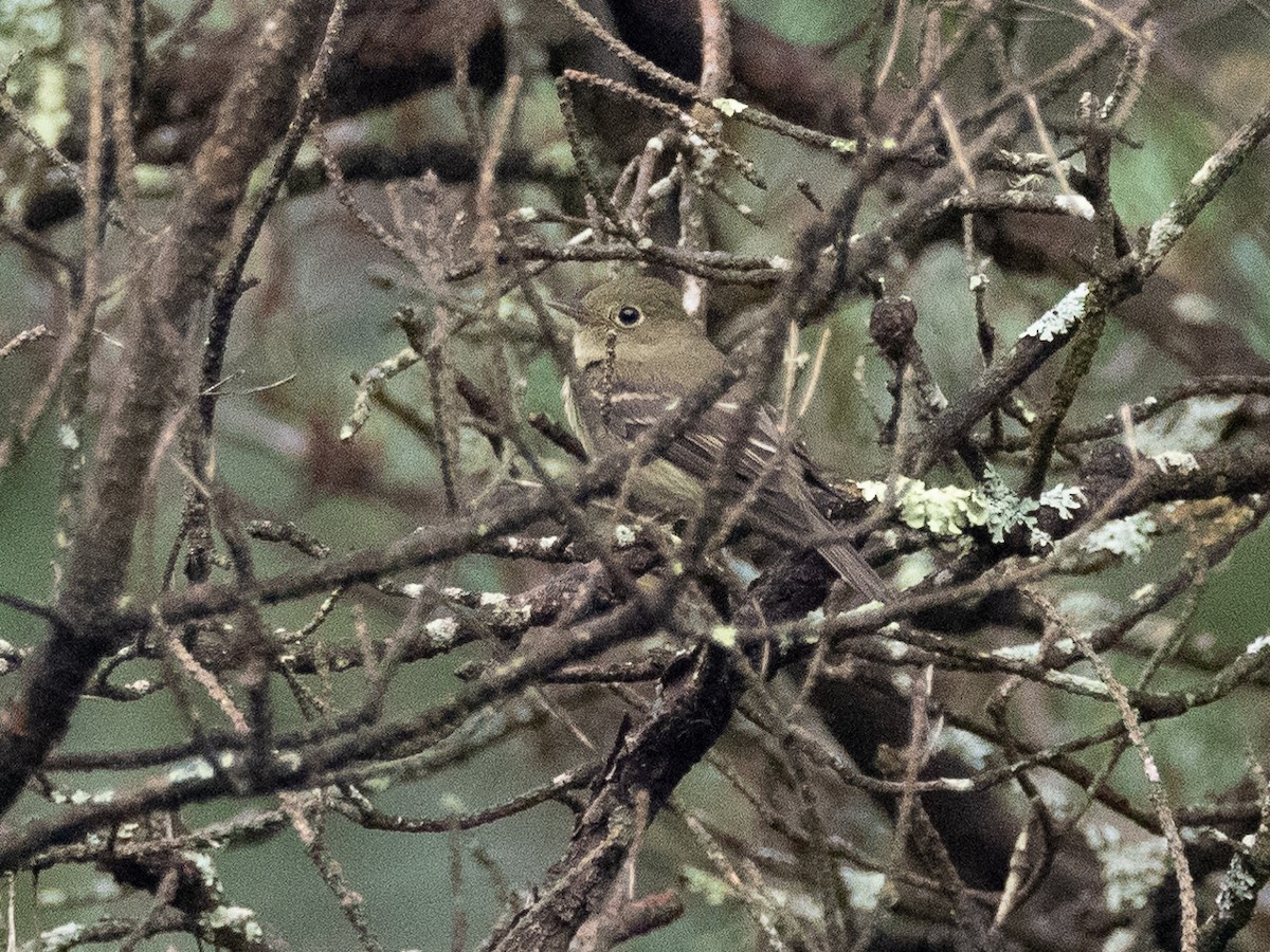 Ebird Checklist Aug State Game Lands Central Species