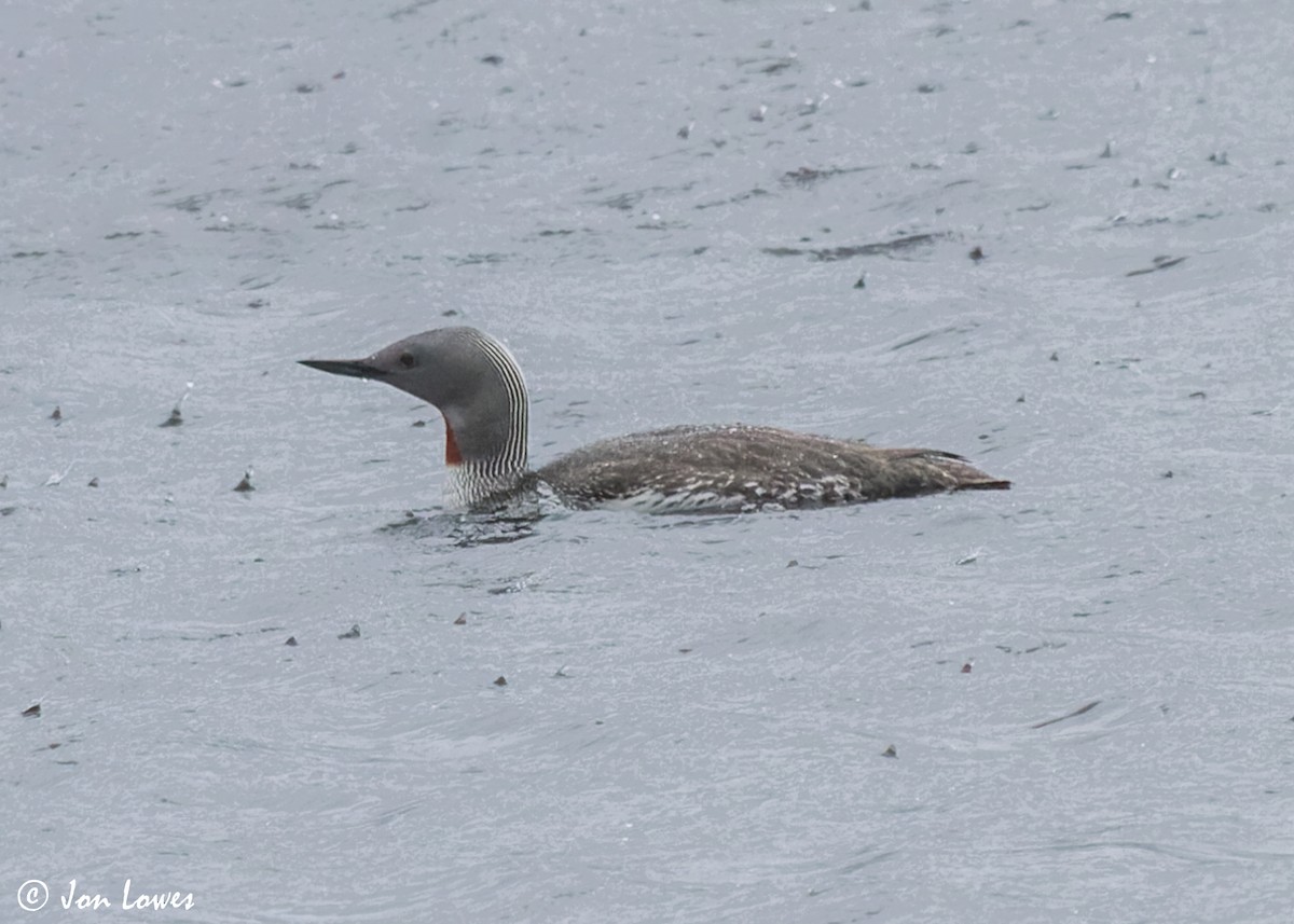 Red-throated Loon - ML607157181
