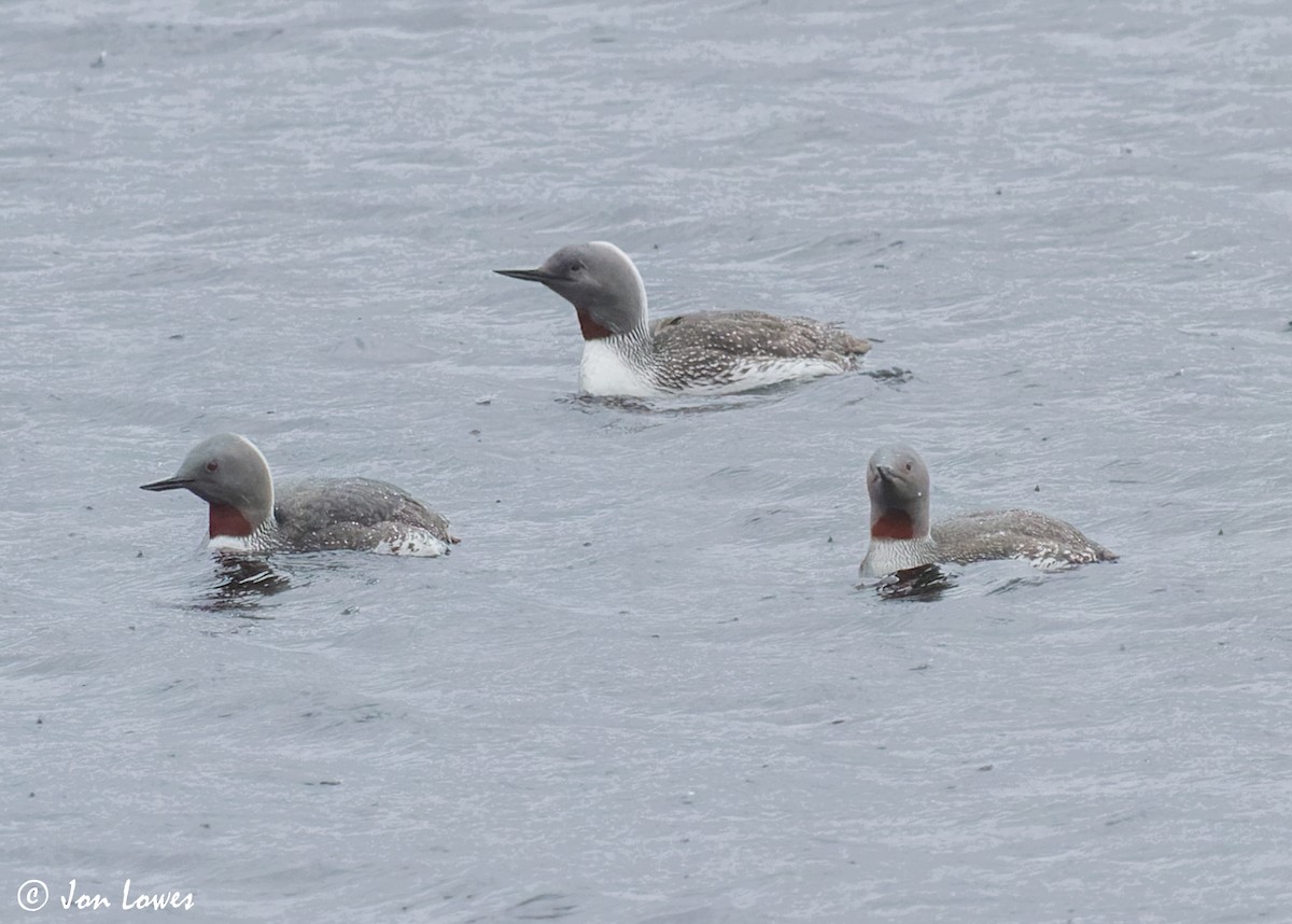 Red-throated Loon - ML607157191