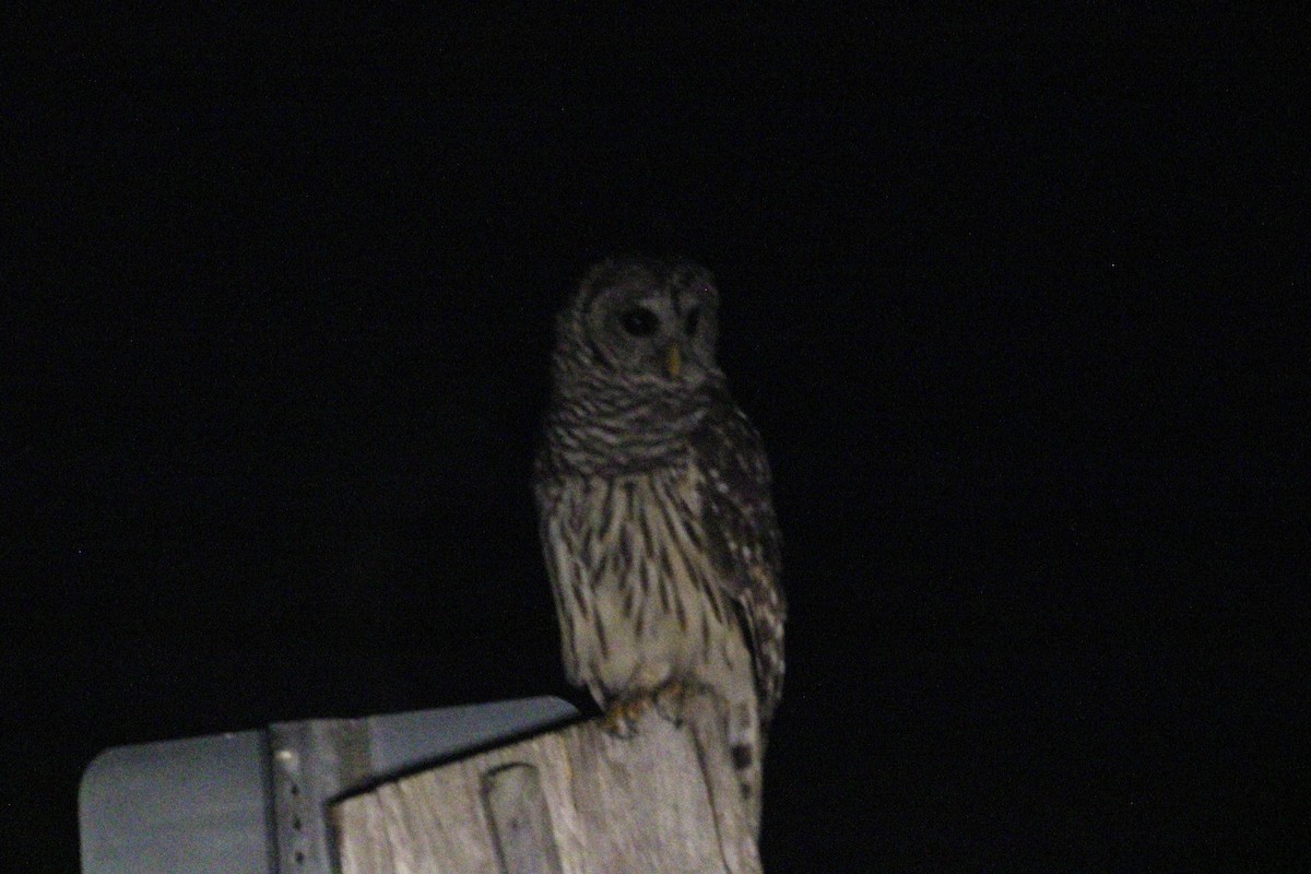 Barred Owl - ML607157381