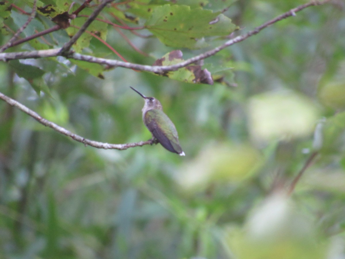 Ruby-throated Hummingbird - ML607159681