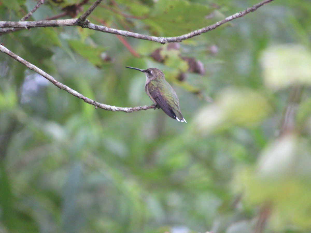 Ruby-throated Hummingbird - ML607159691