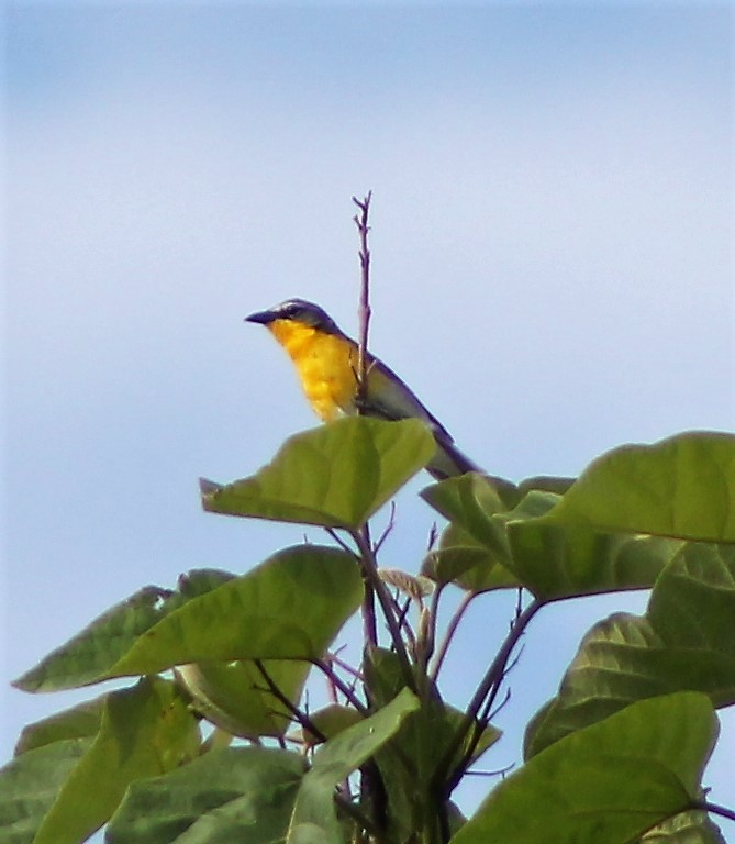 Yellow-breasted Chat - Brent Musser