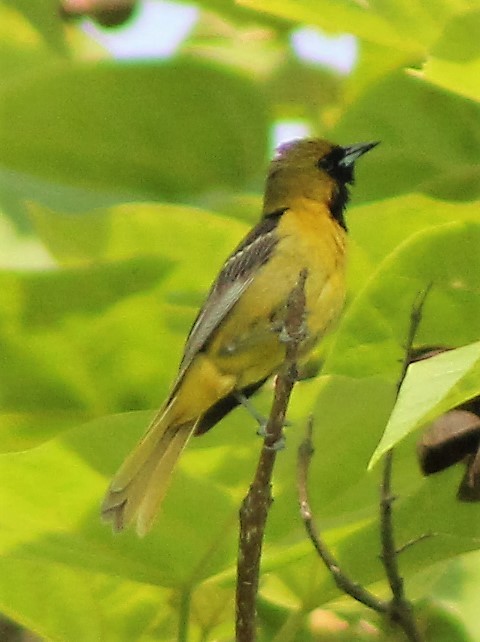 Orchard Oriole - Brent Musser