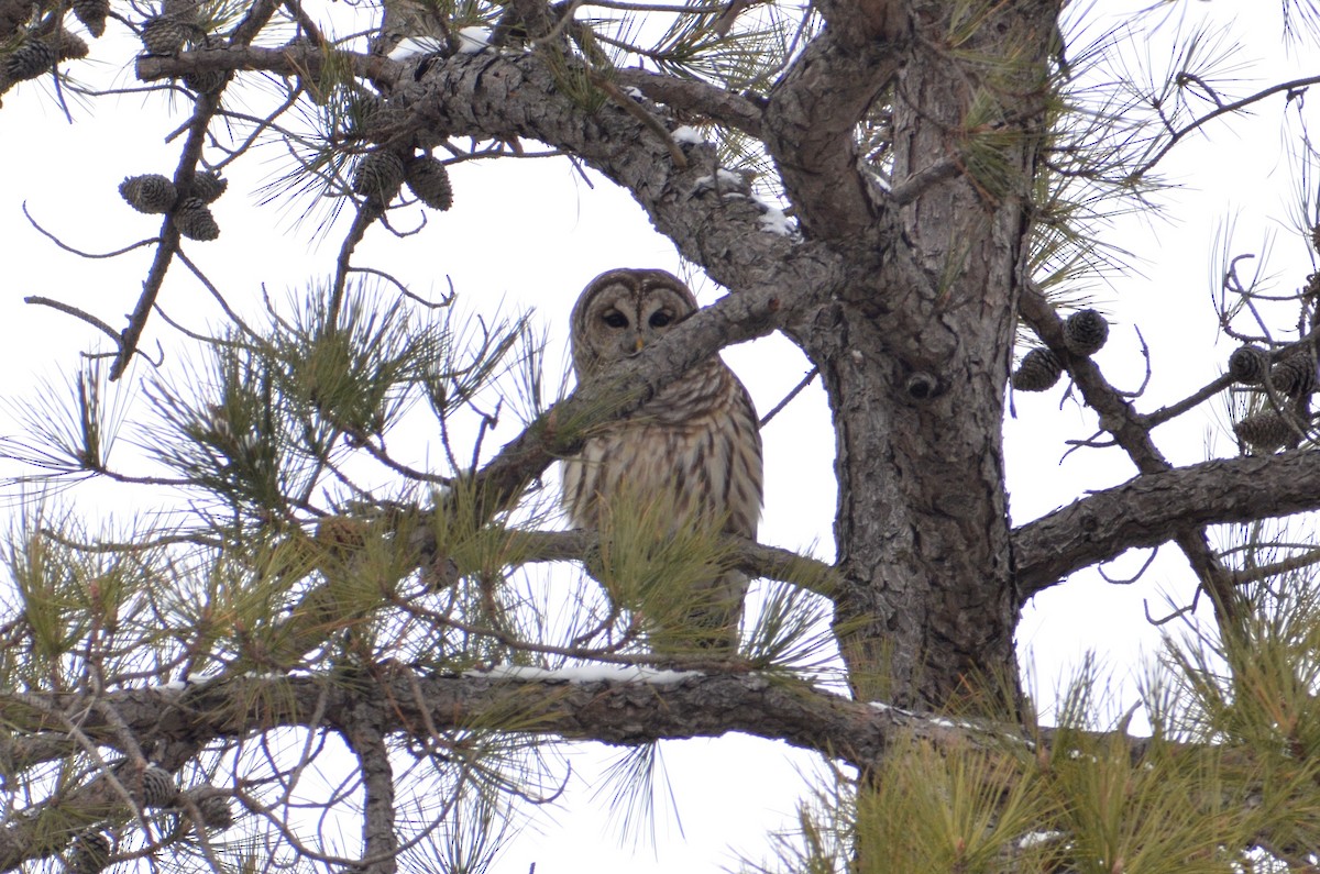 Barred Owl - ML607167101