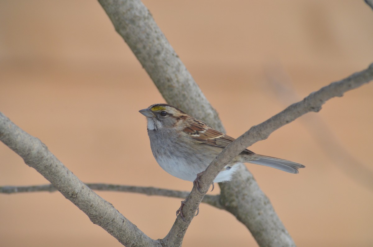 White-throated Sparrow - ML607167471