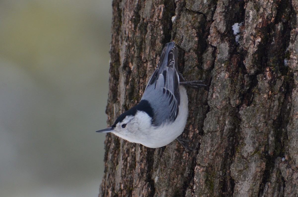 White-breasted Nuthatch - ML607167621