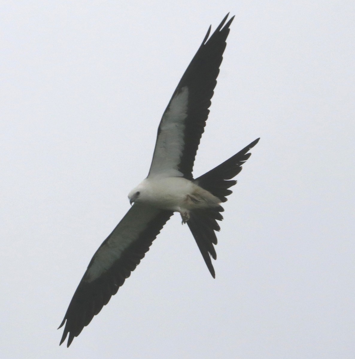 Swallow-tailed Kite - ML607169781