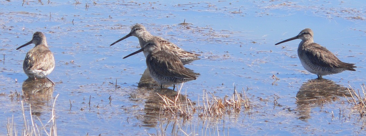 Long-billed Dowitcher - ML60717051