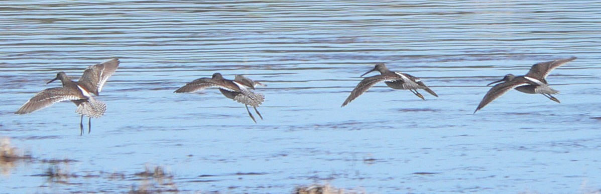 Long-billed Dowitcher - ML60717061