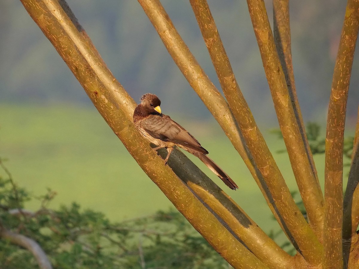 Eastern Plantain-eater - ML607171491